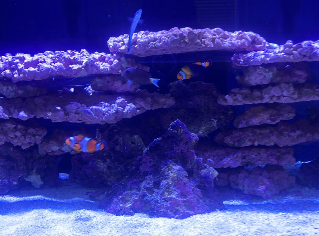 Tank Image
