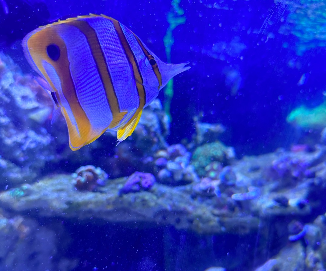 Copperband butterflyfish