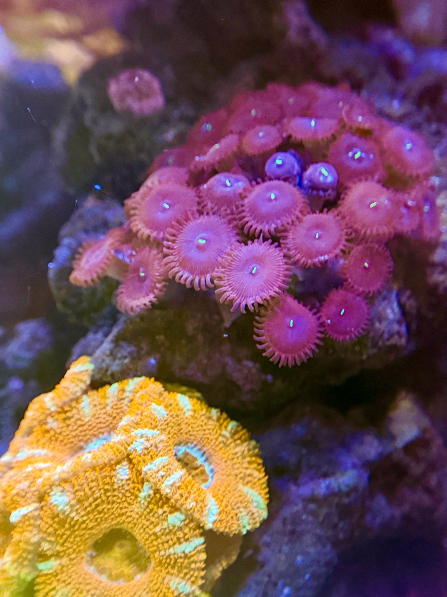Clownfish with soft corals and zoanthids in reef aquarium (photo 2)