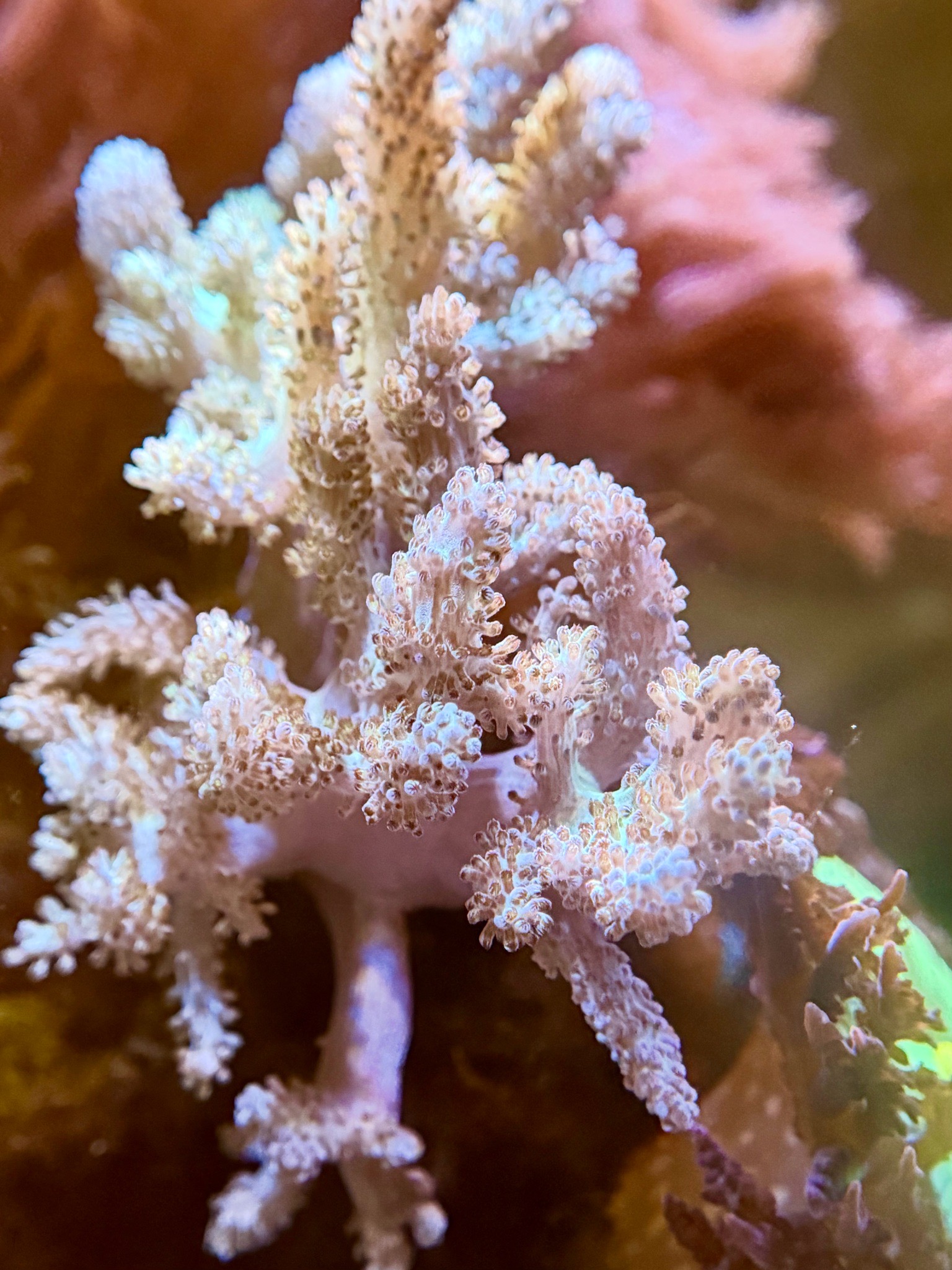 Clownfish with soft corals and zoanthids in reef aquarium (photo 4)