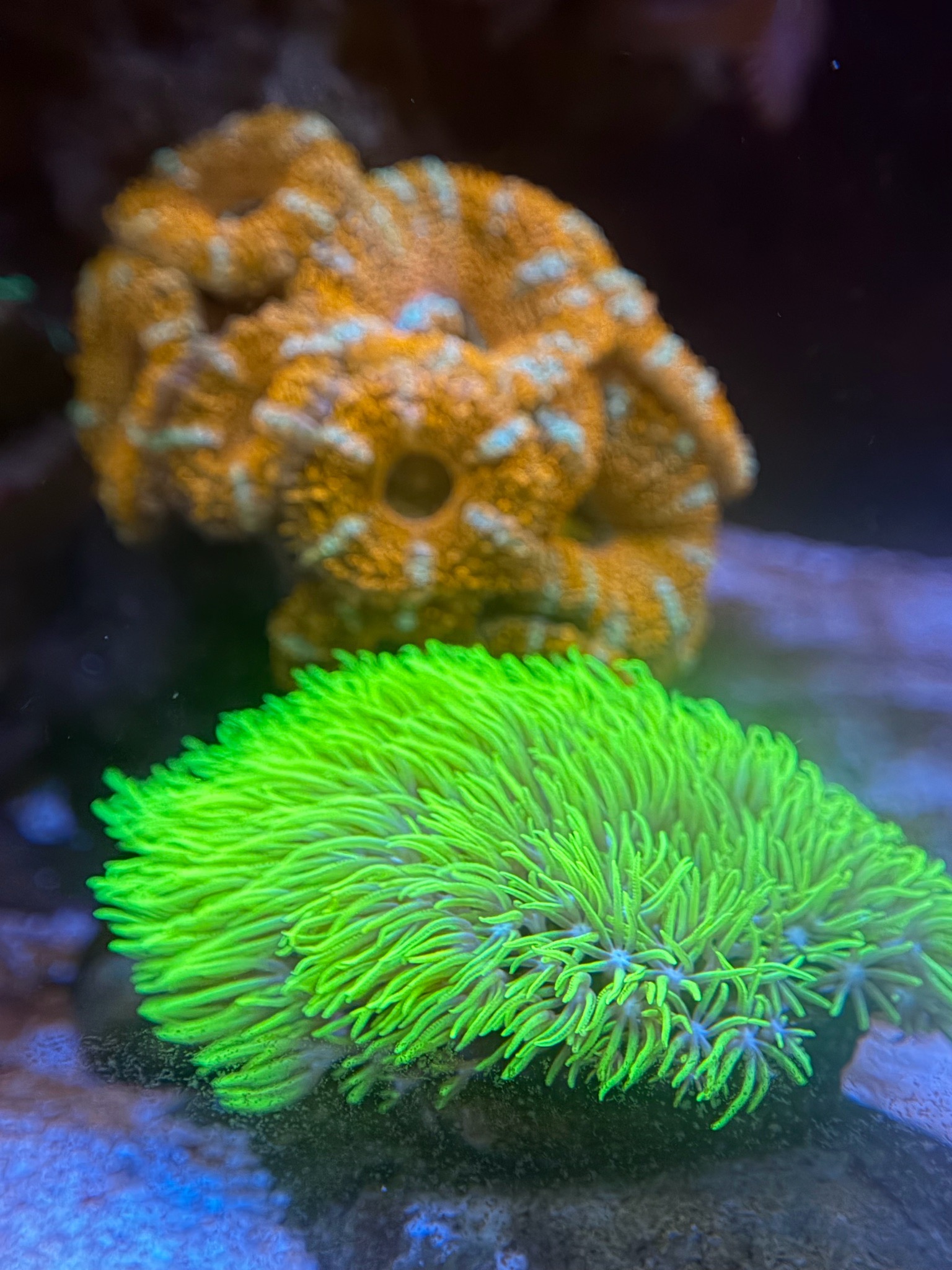 Clownfish with soft corals and zoanthids in reef aquarium (photo 6)