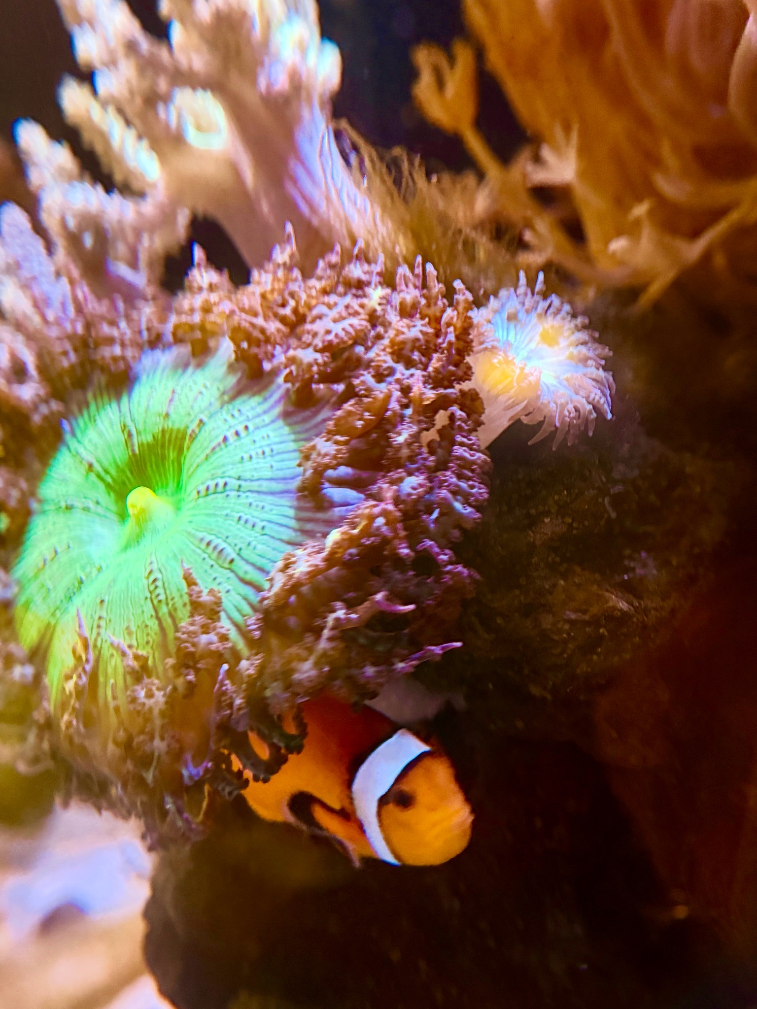 Clownfish with soft corals and zoanthids in reef aquarium (photo 3)