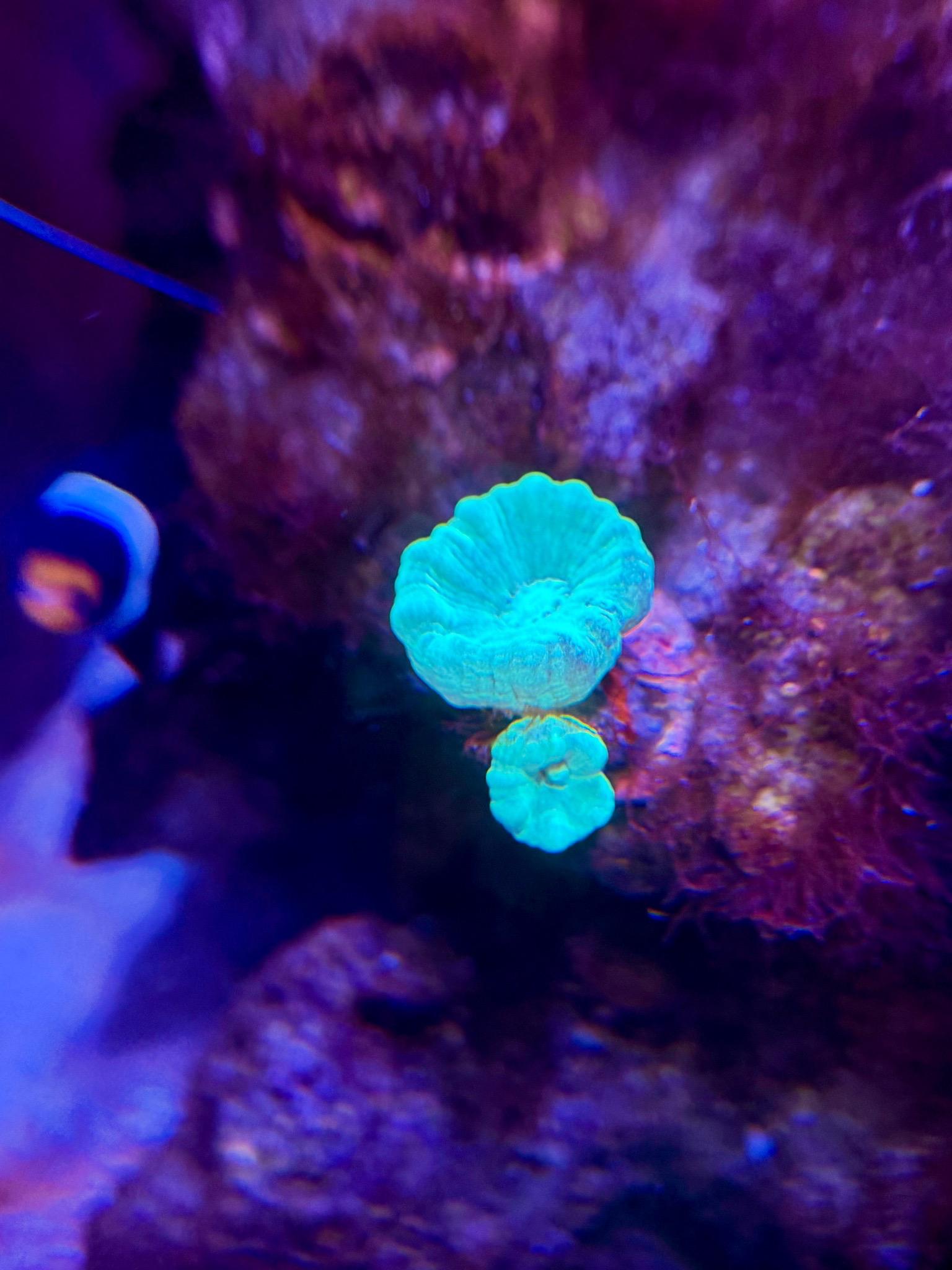 Clownfish with soft corals and zoanthids in reef aquarium (photo 5)