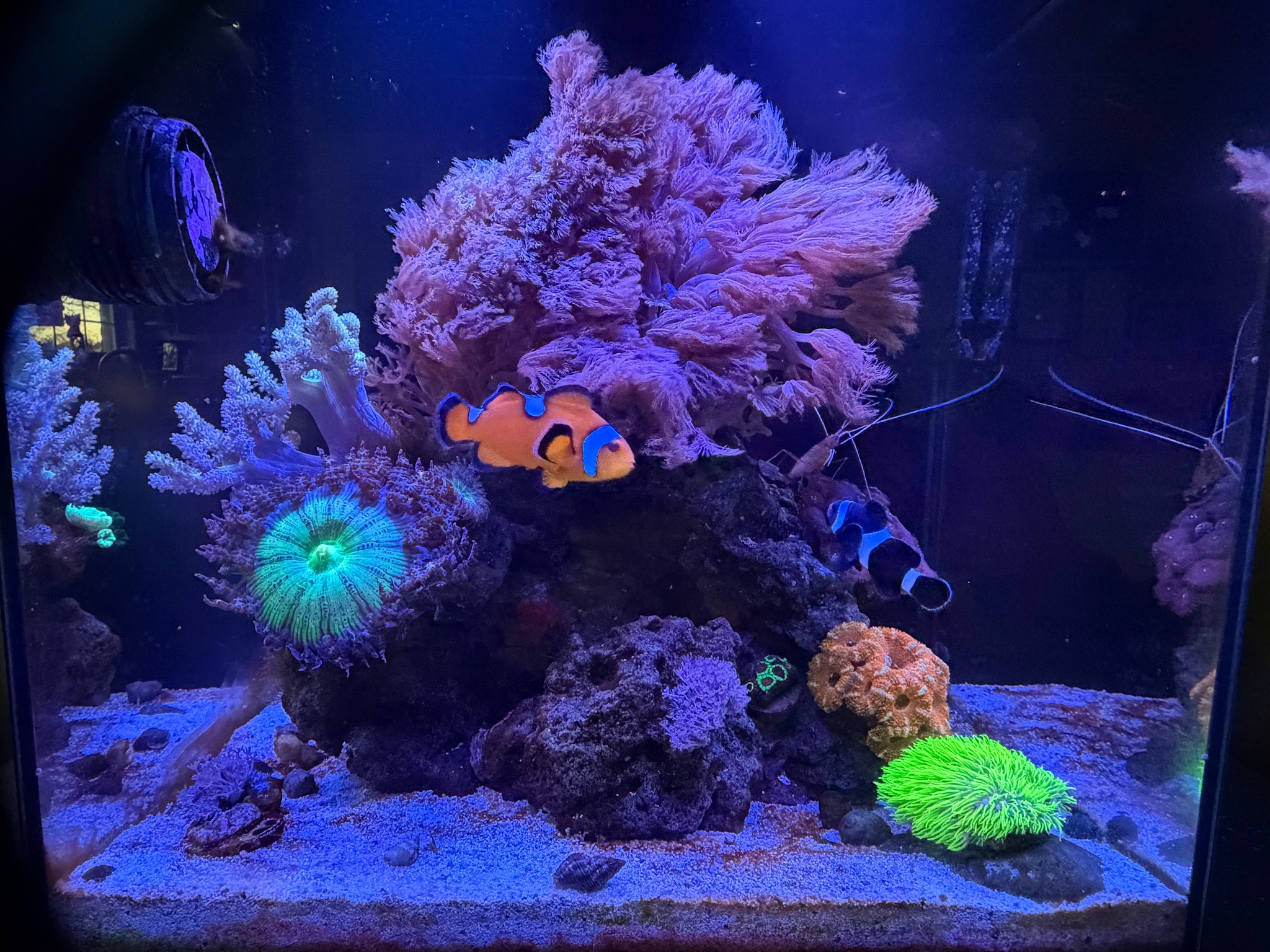 Clownfish with soft corals and zoanthids in reef aquarium