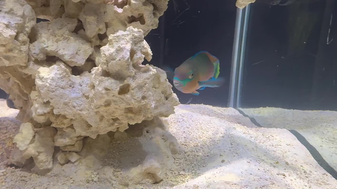 The newest addition to my bigger tank. Polly the Quoyi Parrotfish. He...