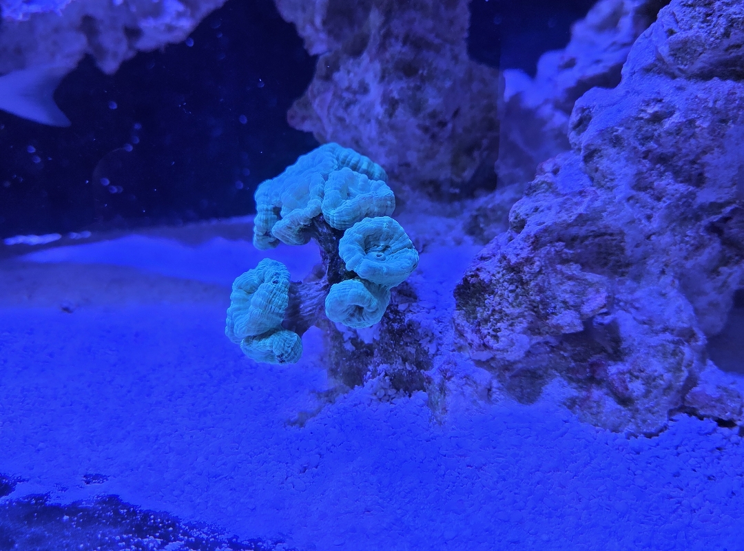 Tank Image