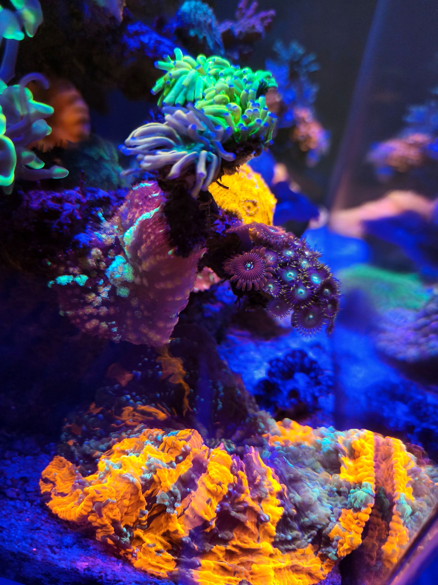 Ricordea mushroom Lobophyllia and Zoanthids under blue light - Ricordea mushroom coral, Zoanthids, Lobophyllia coral (photo 2)