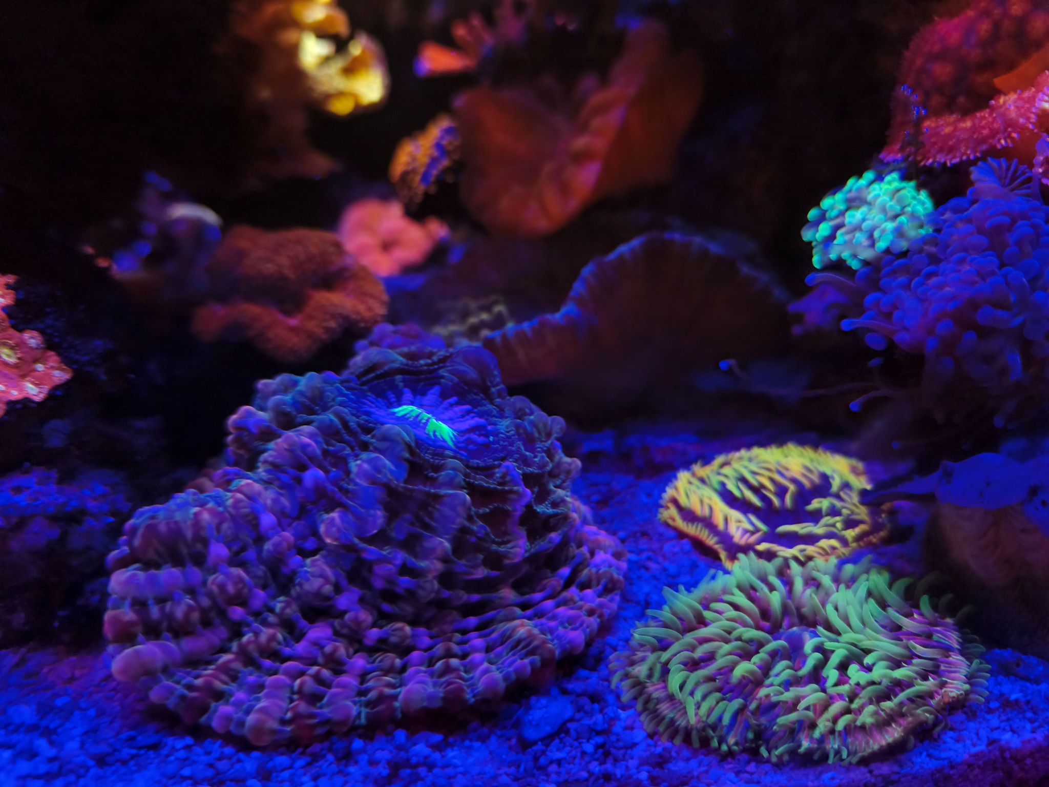 Ricordea mushroom Lobophyllia and Zoanthids under blue light - Ricordea mushroom coral, Zoanthids, Lobophyllia coral