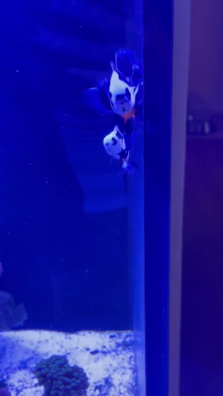 Longfin Mocha Clownfish