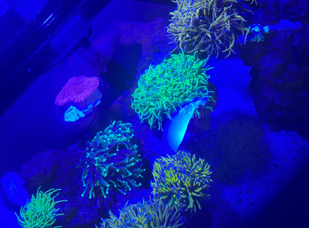 Tank Image