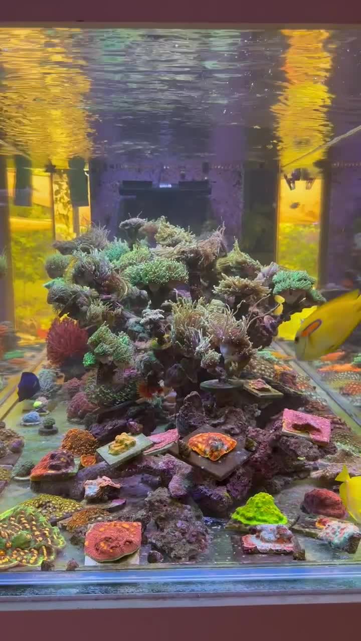 Happy Friday from the Poo Tang Reefs family to yours!