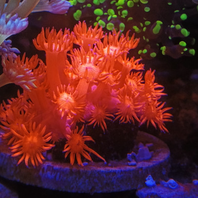 kittyreef