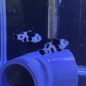 Black Storm Clownfish