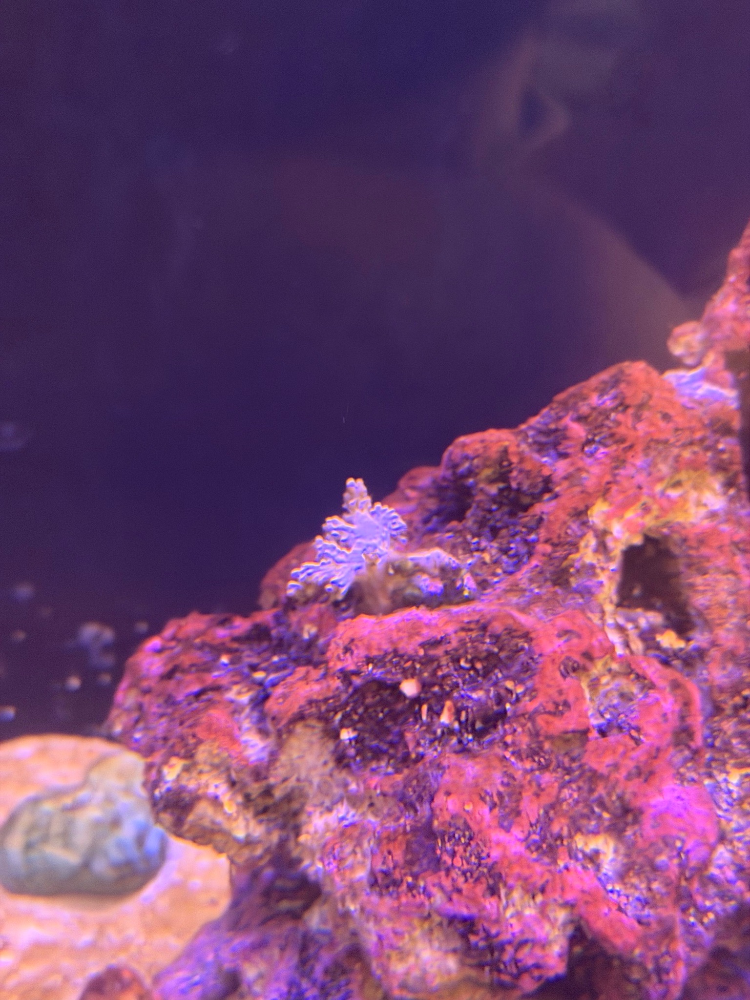 Why are my Kenya tree and Vargas cespitularia struggling after tank mo - Kenya tree coral, Vargas cespitularia, soft corals (photo 4)