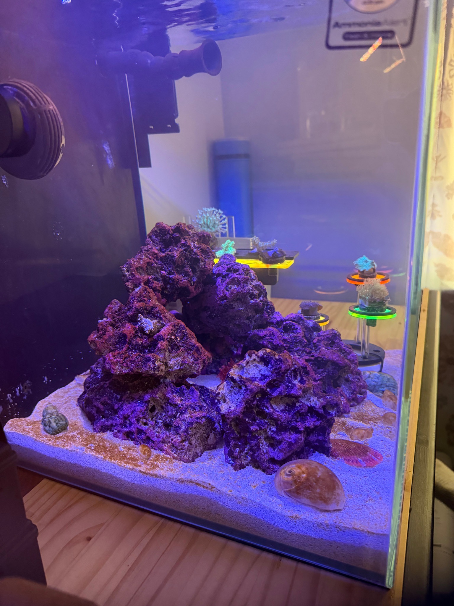 Why are my Kenya tree and Vargas cespitularia struggling after tank mo - Kenya tree coral, Vargas cespitularia, soft corals