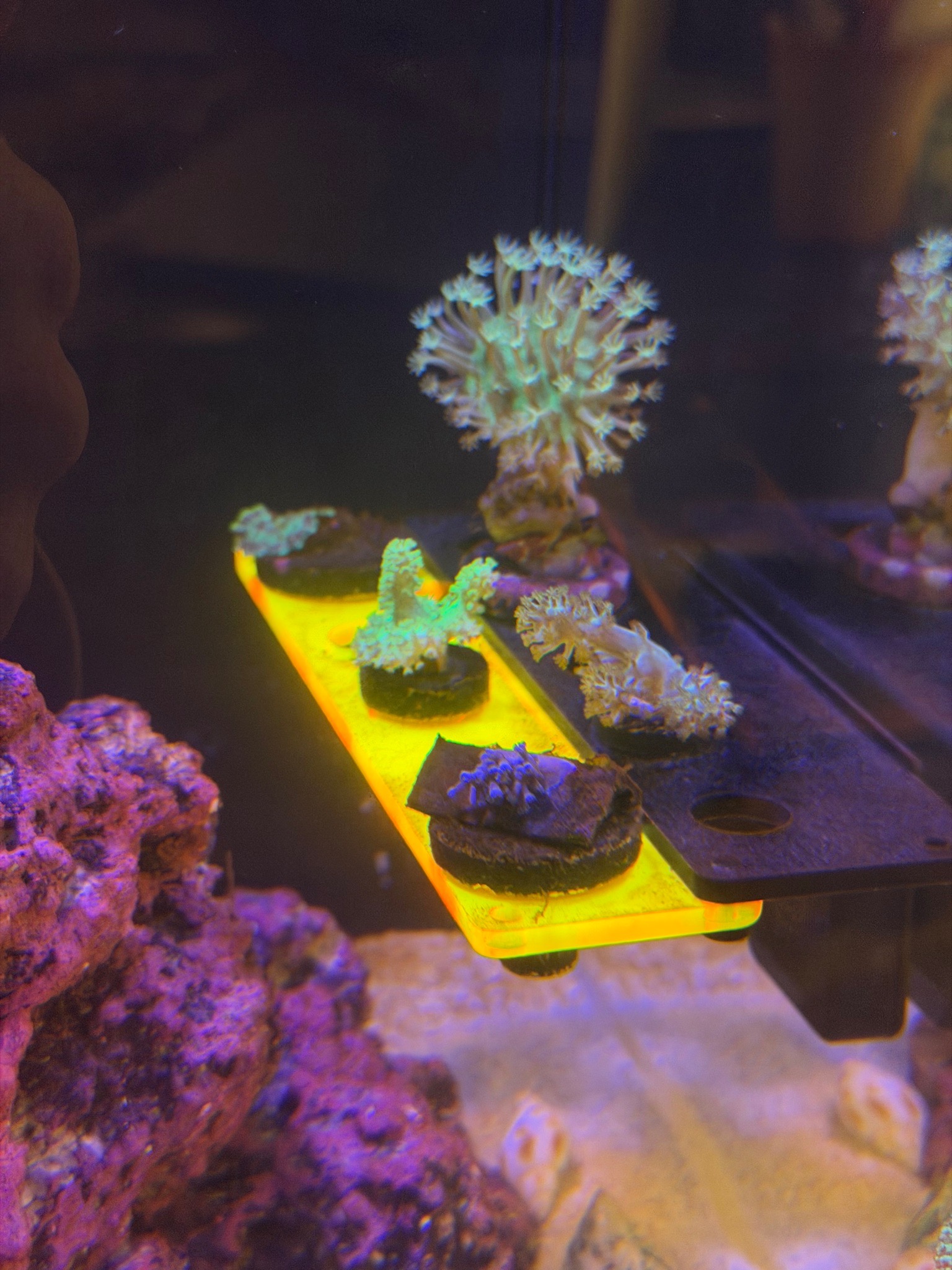 Why are my Kenya tree and Vargas cespitularia struggling after tank mo - Kenya tree coral, Vargas cespitularia, soft corals (photo 3)