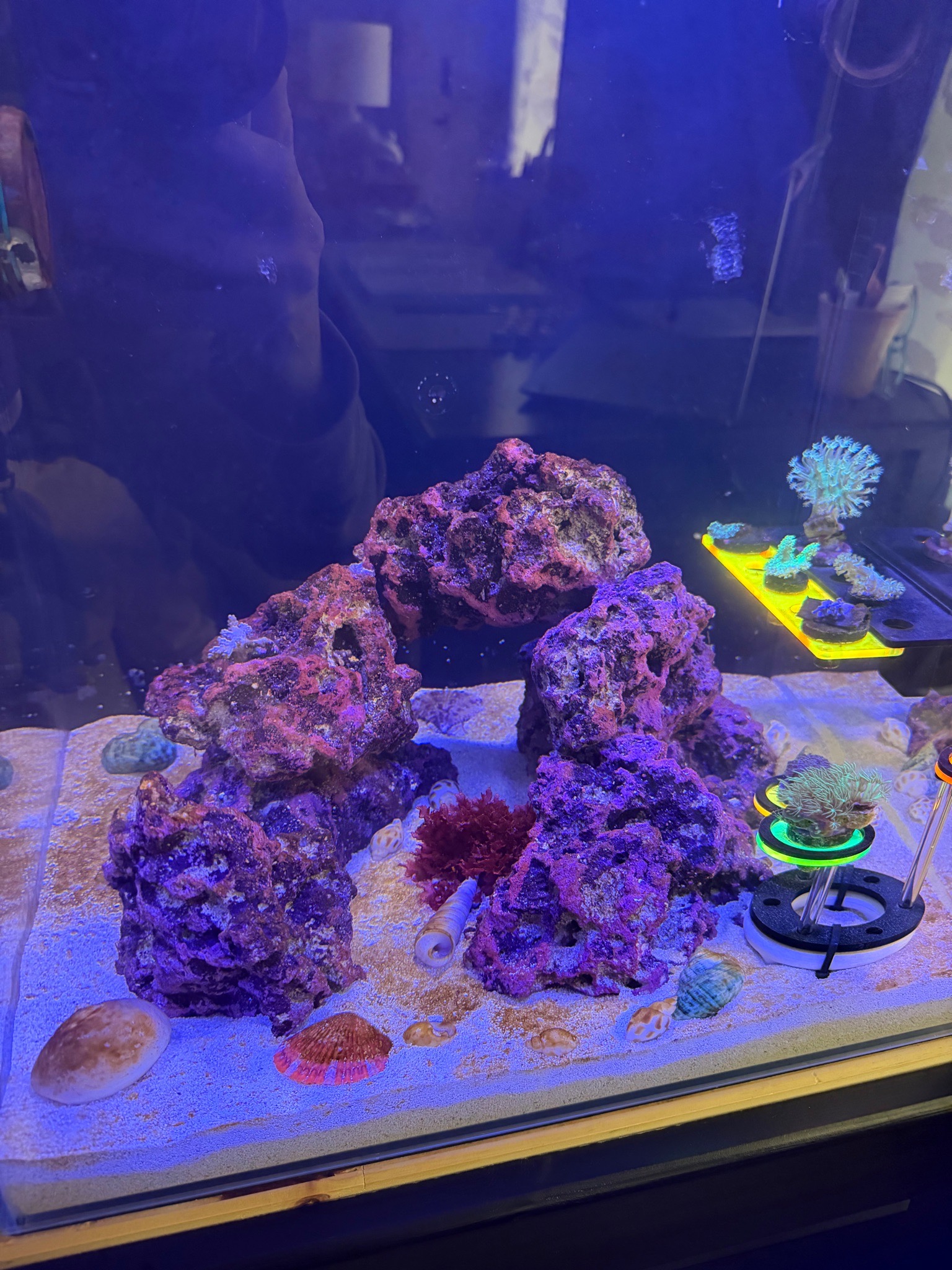 Why are my Kenya tree and Vargas cespitularia struggling after tank mo - Kenya tree coral, Vargas cespitularia, soft corals (photo 2)