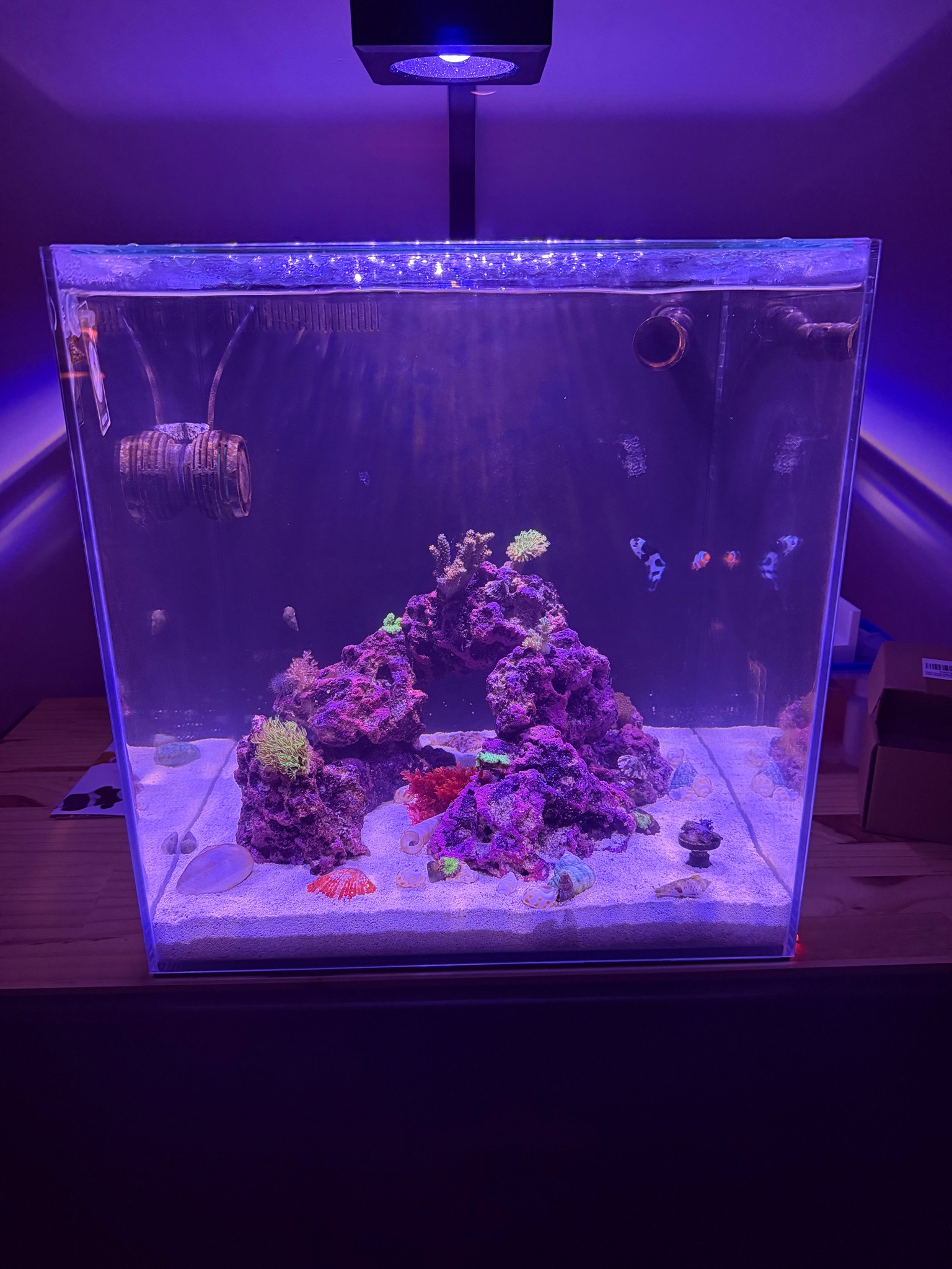 How to feed cleanup crew after brown algae removal in reef tank - corals, cleanup crew, clownfish