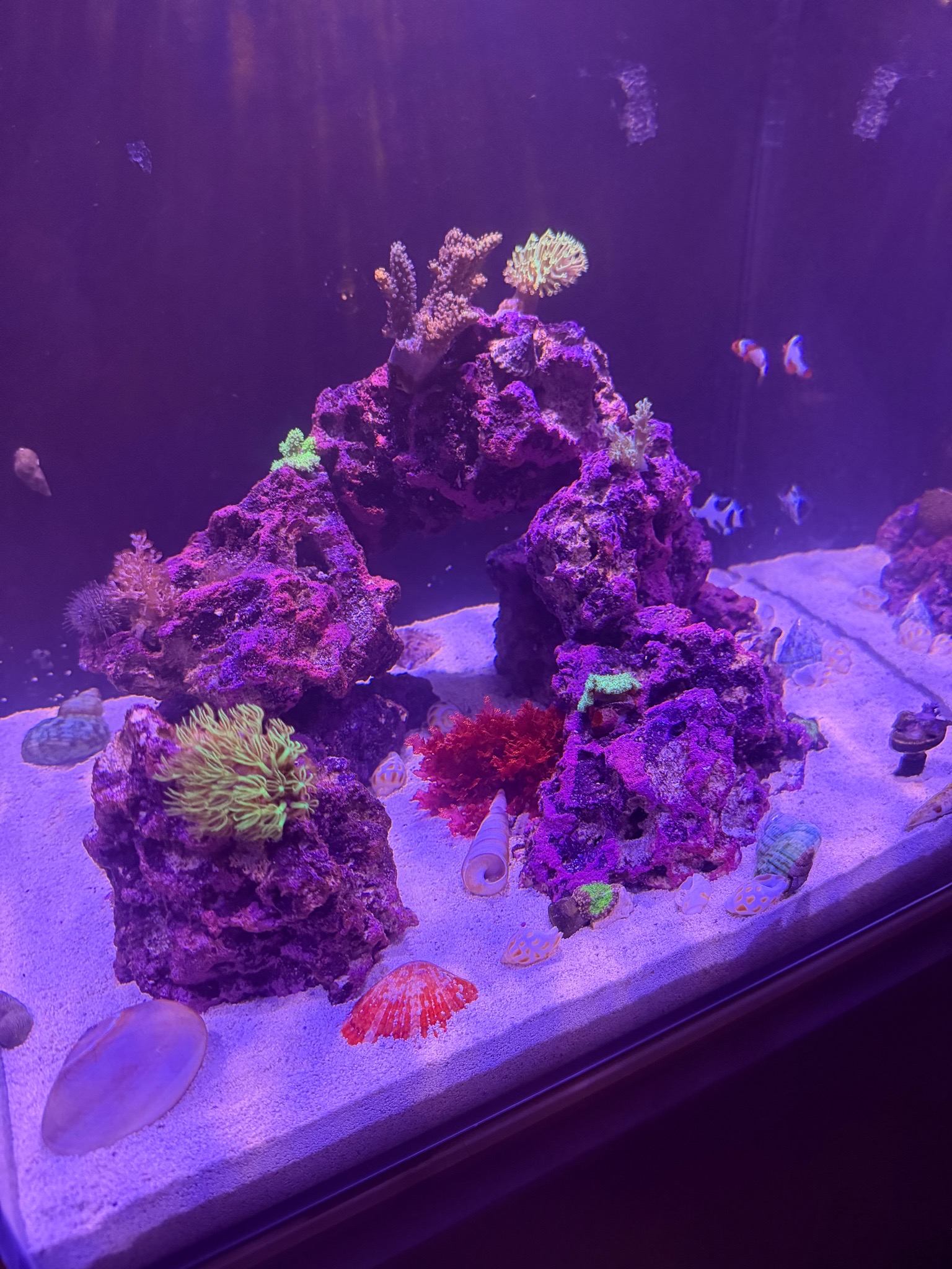How to feed cleanup crew after brown algae removal in reef tank - corals, cleanup crew, clownfish (photo 2)