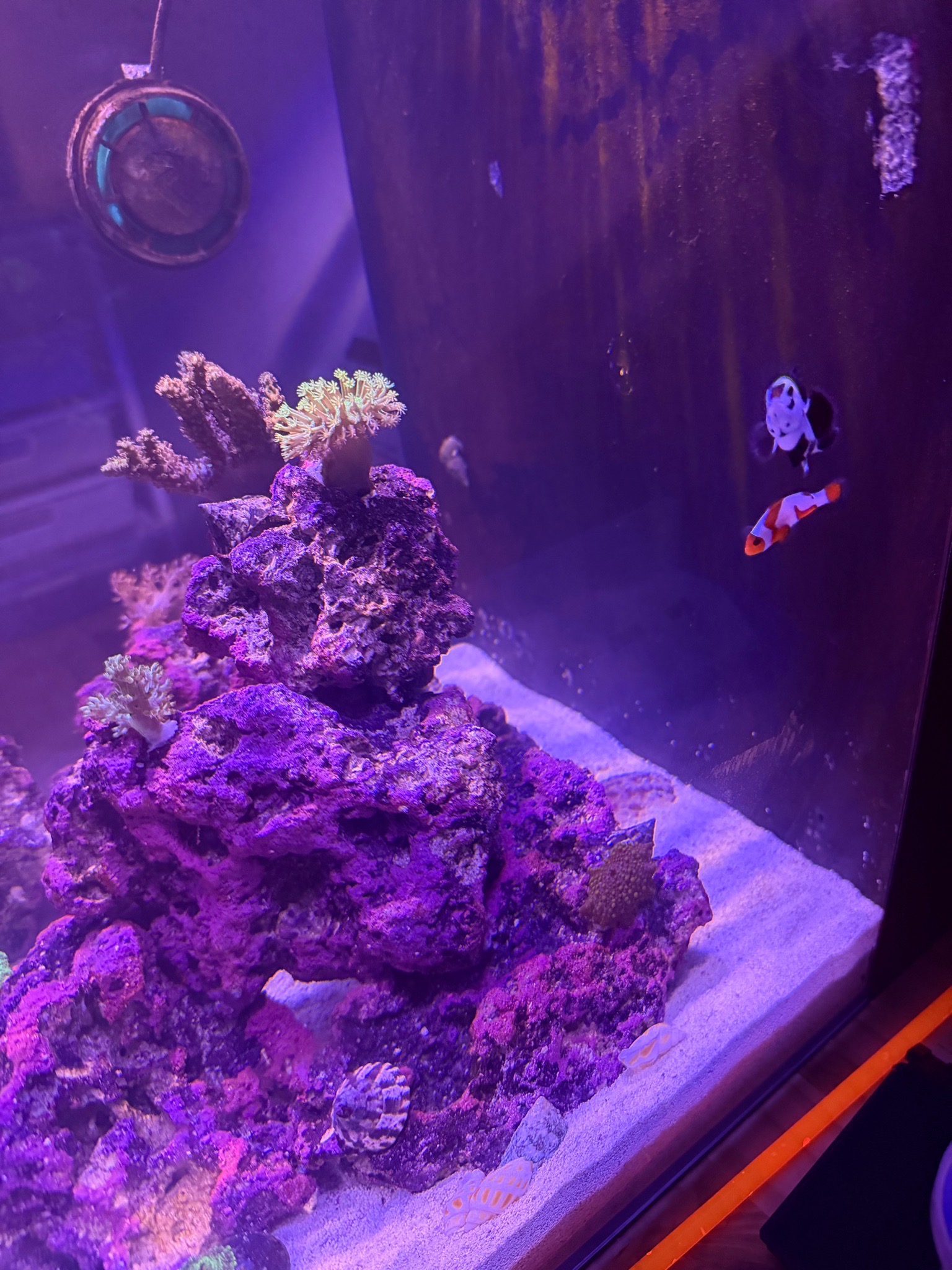 How to feed cleanup crew after brown algae removal in reef tank - corals, cleanup crew, clownfish (photo 3)