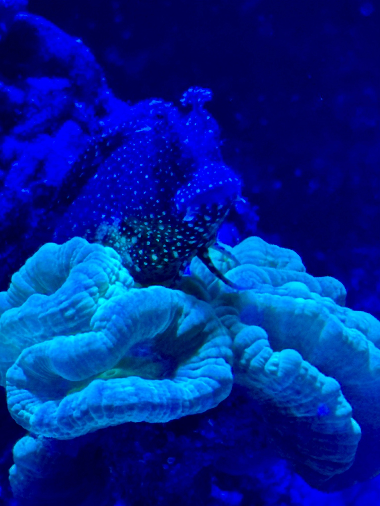 Glow in the dark blenny under blue reef aquarium lighting - Blenny