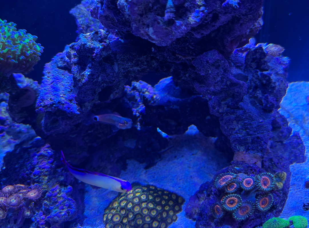 Tank Image