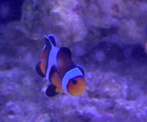 Snowflake Flurry Clownfish