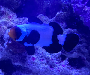 Extreme Black Snowflake Clownfish