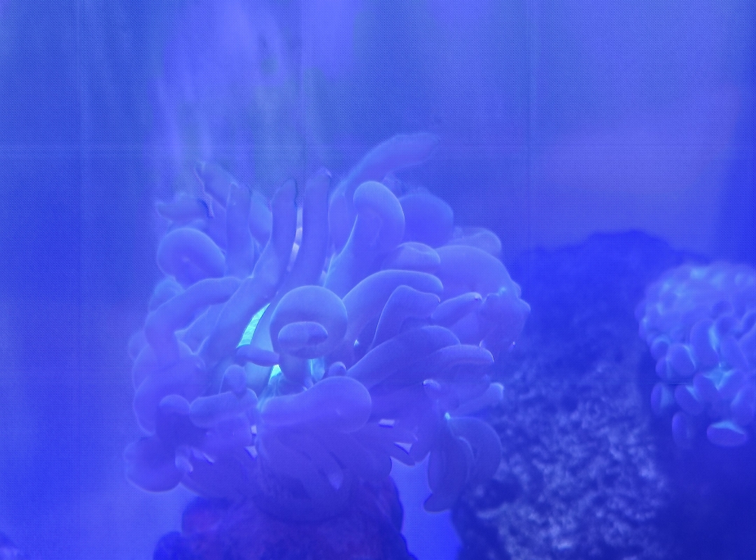 Tank Image