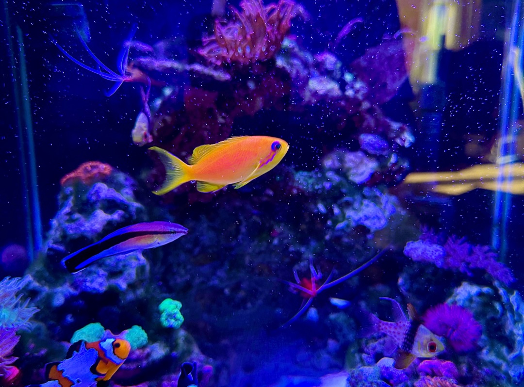 Tank Image