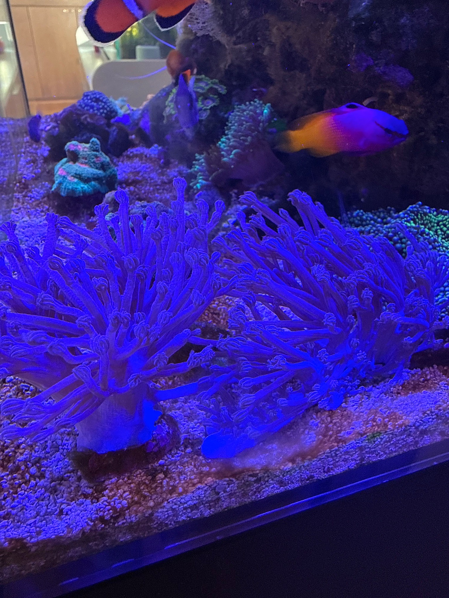 How to identify purple soft coral from petco - soft coral, clownfish, royal gramma