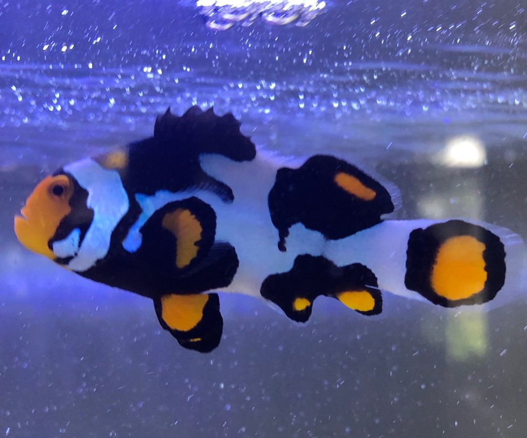 Picasso Clownfish