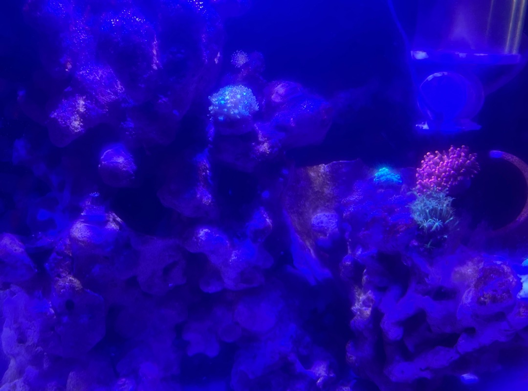 Tank Image