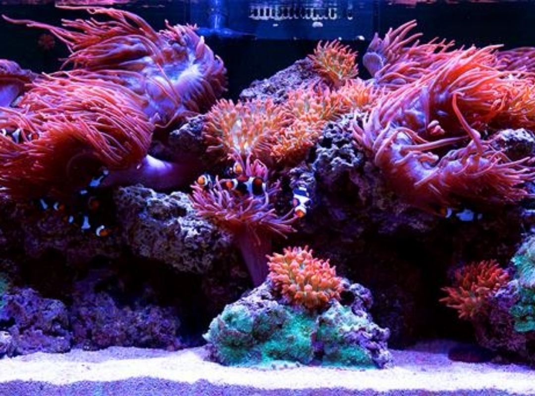 Tank Image