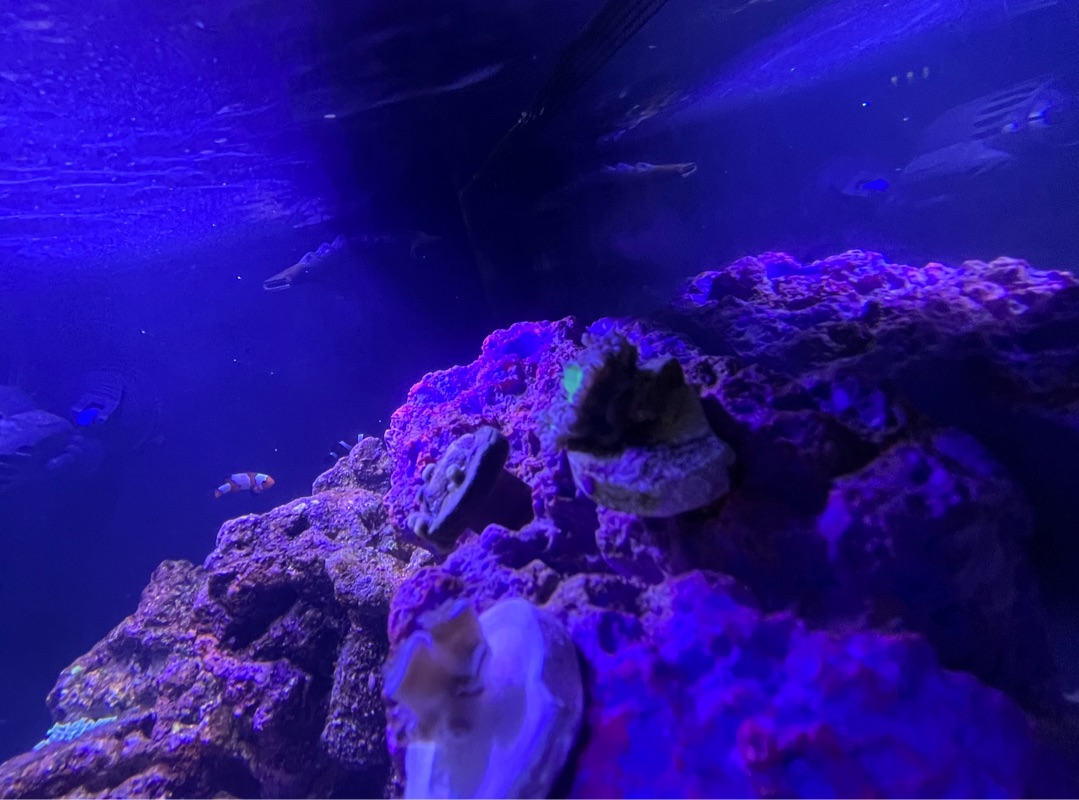 Tank Image