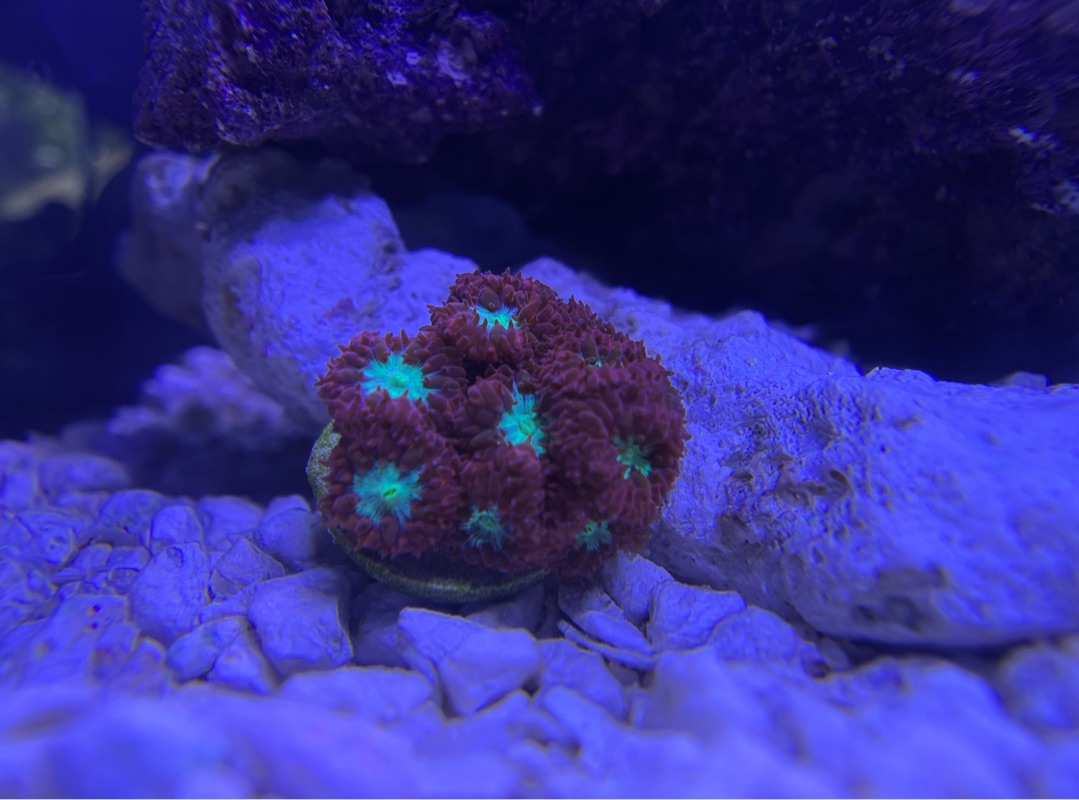 Tank Image