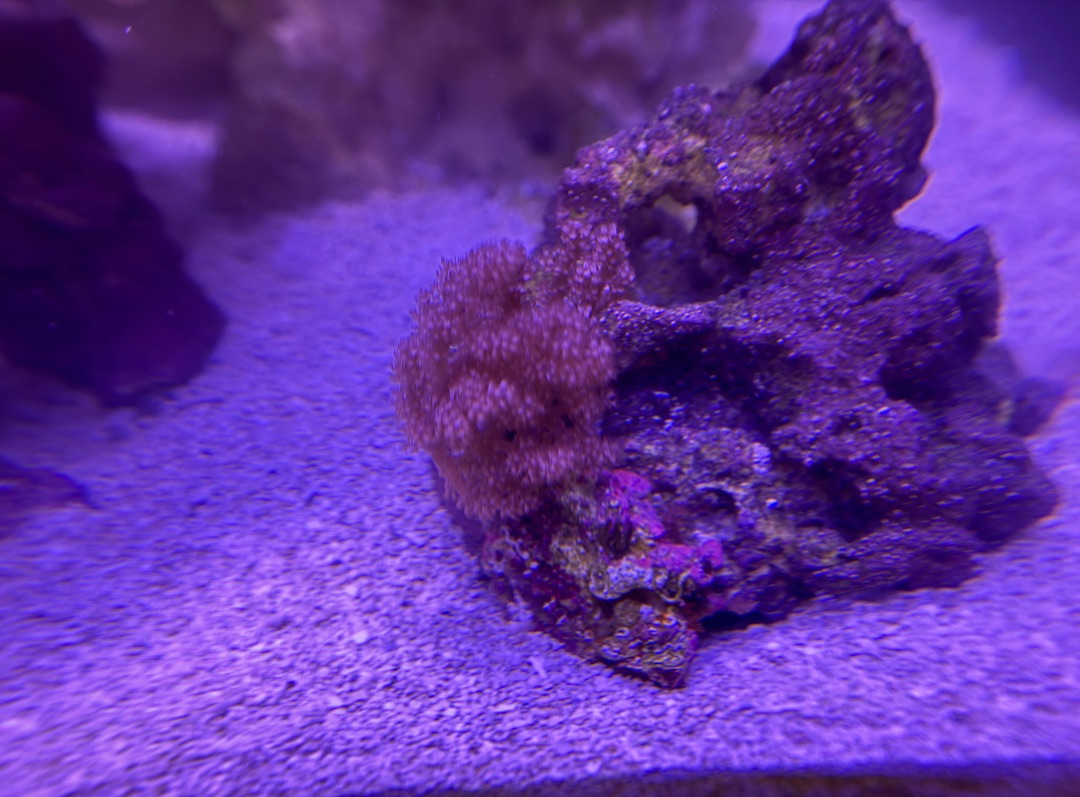 Tank Image