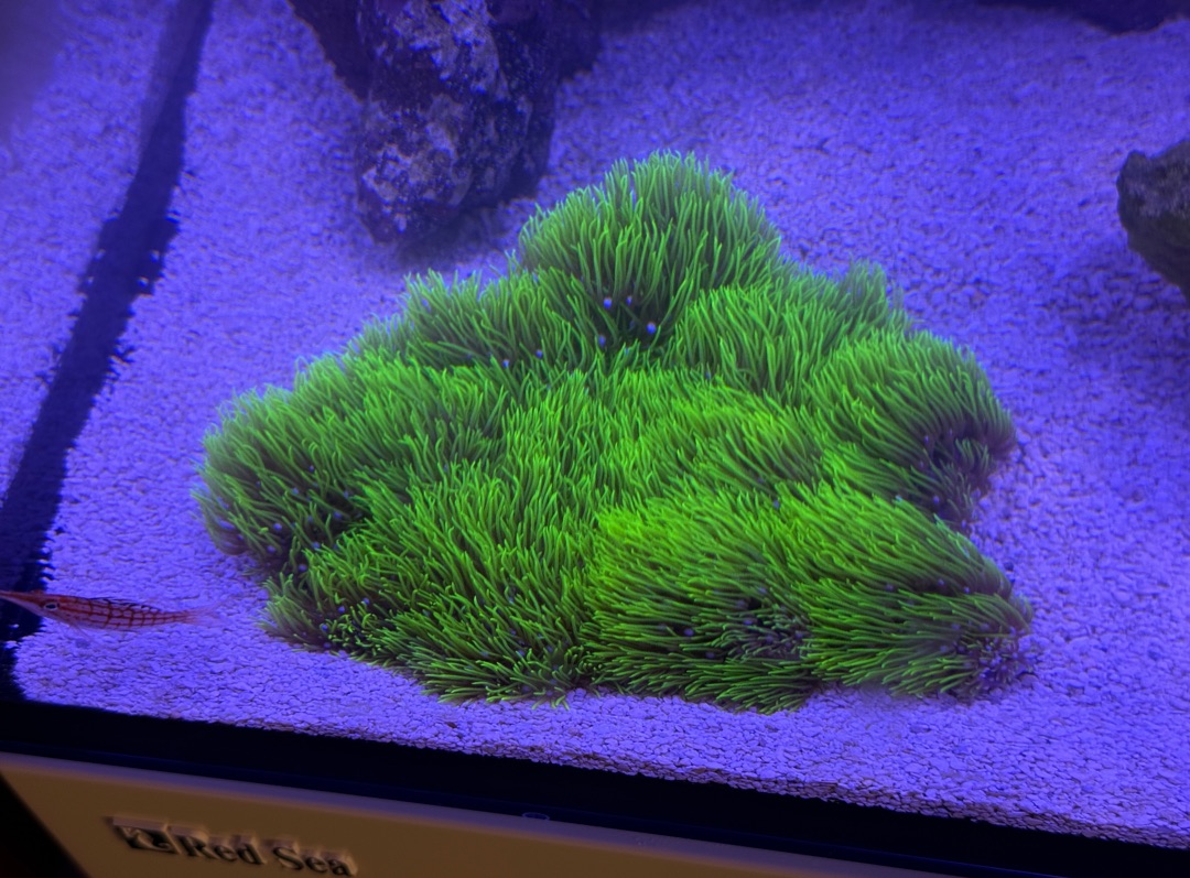 Tank Image