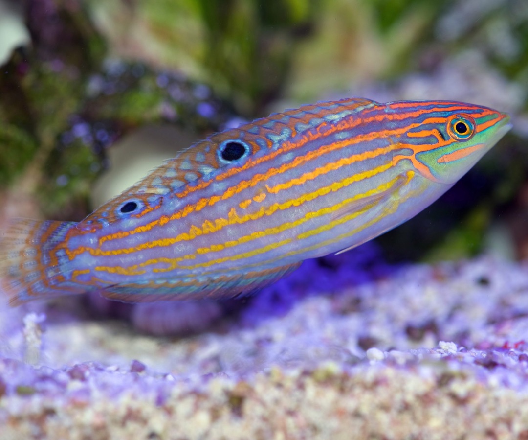 Adorned Wrasse