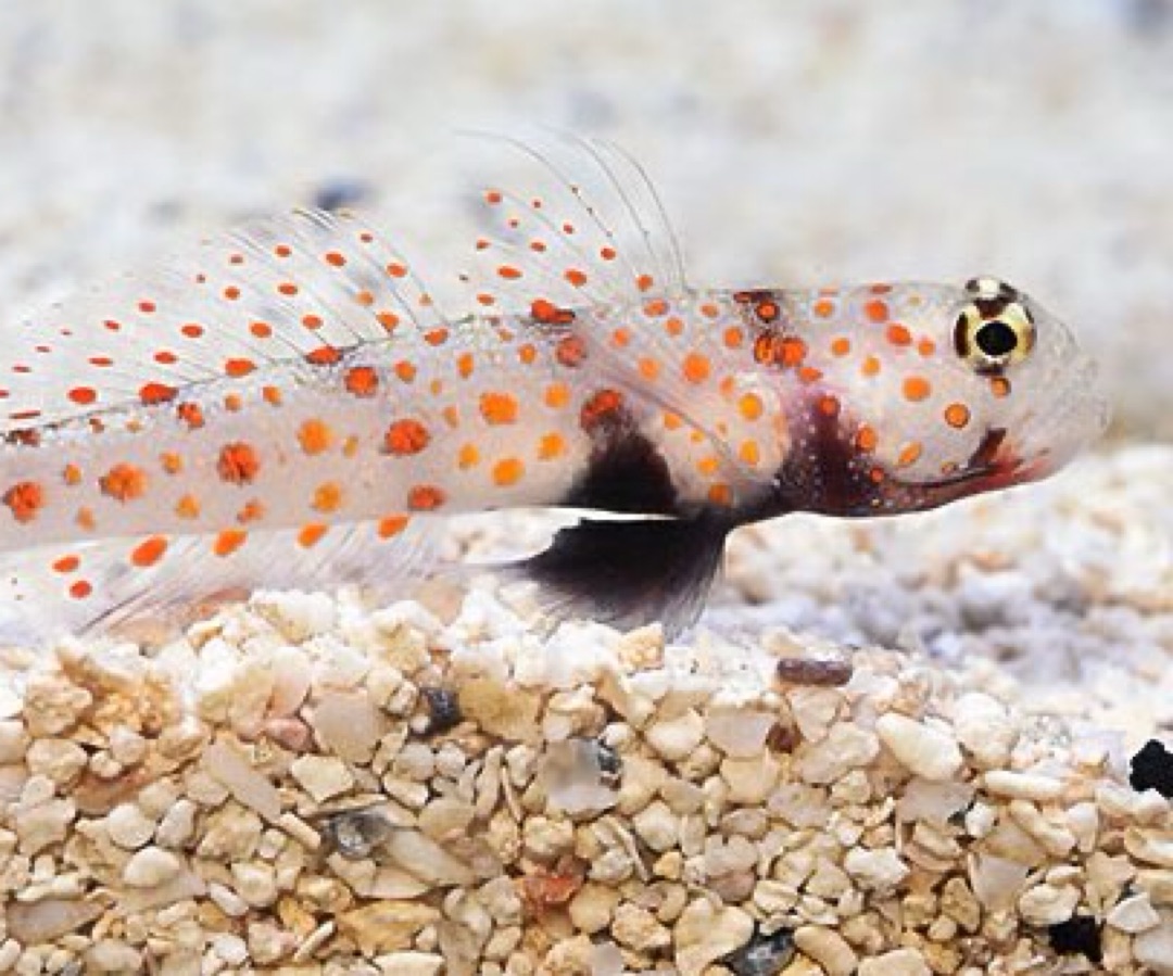 Diamond Goby