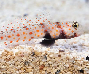 Orange Spot Goby