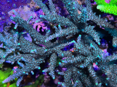 Blue Stag (Frag)
