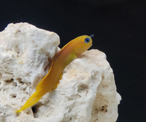 Midas Blenny