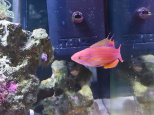 Filamented Flasher Wrasse