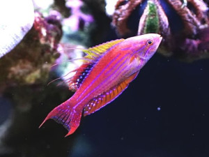 Filamented Flasher Wrasse