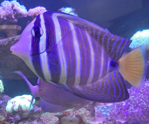 Sailfin Tang
