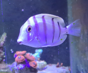 Convict Tang