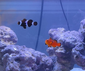 Nearly Naked Clownfish