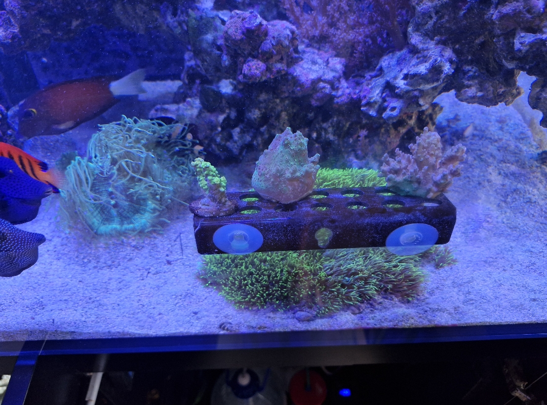 Tank Image