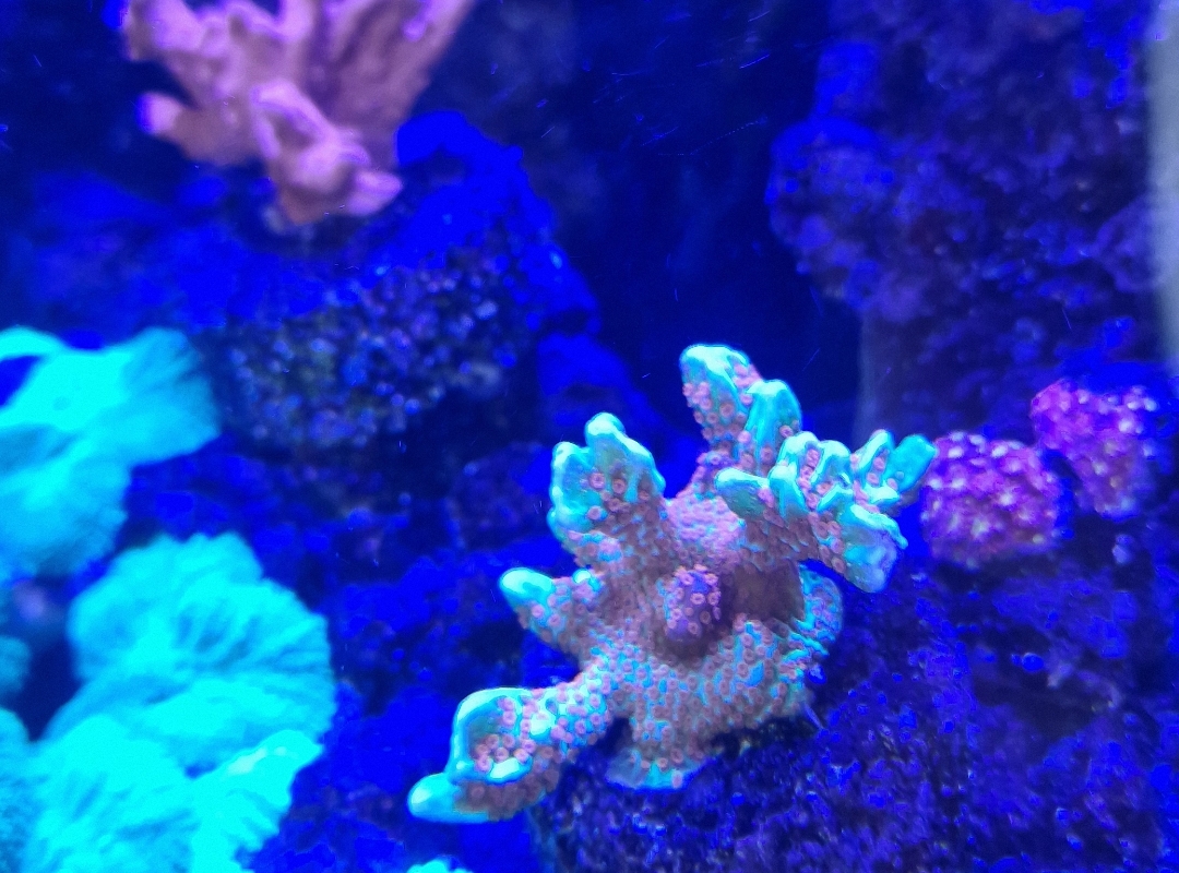 Tank Image
